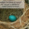 Adopt the pace of nature